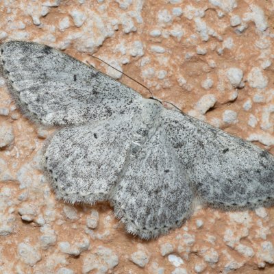 Scopula marginepunctata (vlnopásník tečkovaný), IT, Kuens, Jižní Tyrolsko