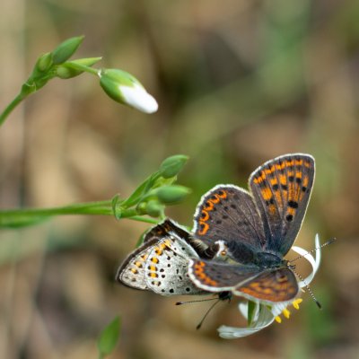 Lycaena tityrus (ohniváček černoskvrnný), Přírodní park Rakovecké údolí