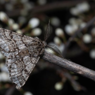 Lycia hirtaria (drsnokřídlec třešňový), PP Na cvičišti