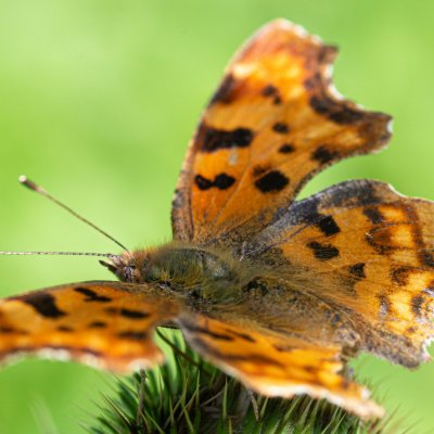 Polygonia c-album (babočka bílé c), PP Augšperský potok