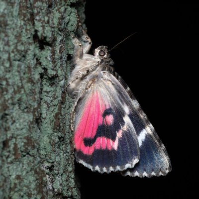 Catocala promissa (stužkonoska úzkopásá), Žebětín