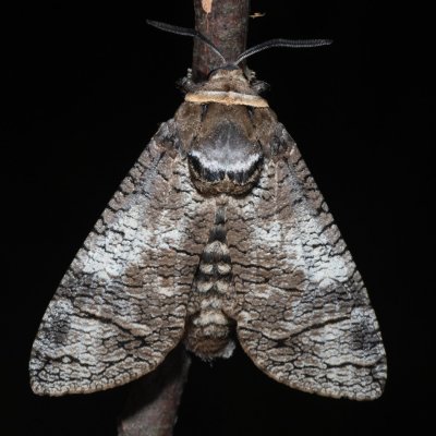 Cossus cossus (drvopleň obecný), PR Svatý kopeček