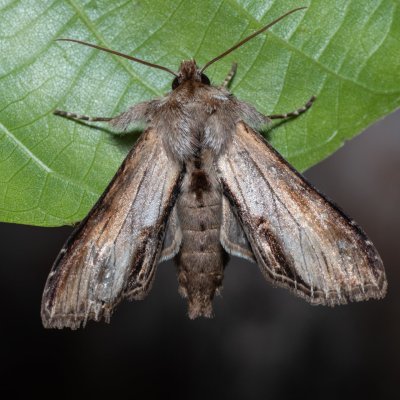 Shargacucullia prenanthis (kukléřka věsenková), Kobylí