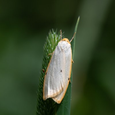 Cybosia mesomella (lišejníkovec bělavý), SK, Štôla