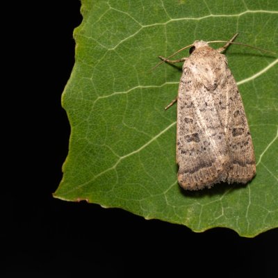 Hoplodrina superstes (blýskavka svízelová), Kývalka