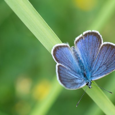 Cyaniris semiargus (modrásek lesní), SK, Štôla