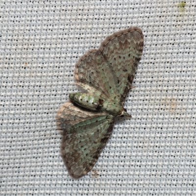 Pasiphila debiliata (píďalička borůvková), NPR Radostínské rašeliniště