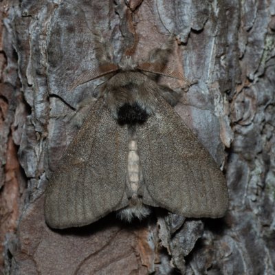 Calliteara pudibunda (štětconoš ořechový), Devět křížů