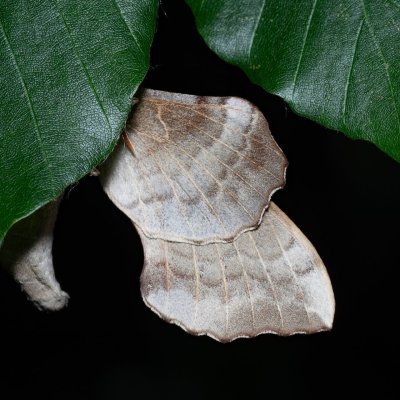 Laothoe populi (lišaj topolový), Devět křížů