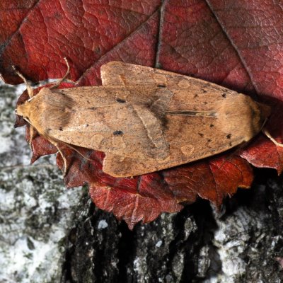 Agrochola macilenta (polnice buková), Žebětín