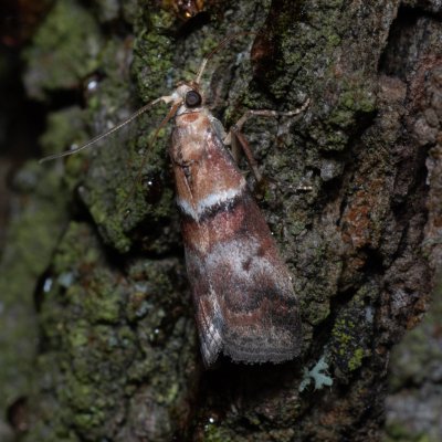Acrobasis repandana (zavíječ dubový), PR Kamenný vrch