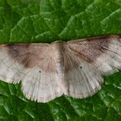 Idaea degeneraria (žlutokřídlec proměnlivý), PP Baba