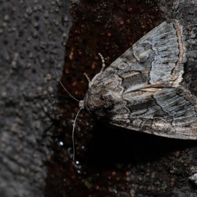 Thalpophila matura (blýskavka travní), HR, Jablanac