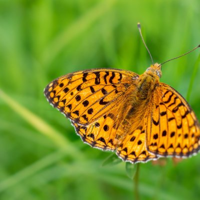 Argynnis aglaja (perleťovec velký), PR Rakovecké stráně a údolí bledulí