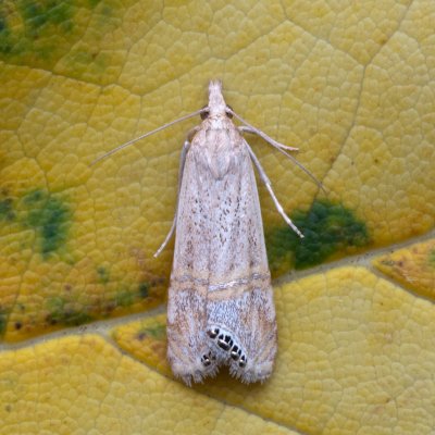 Euchromius ocellea (-), lom Perná