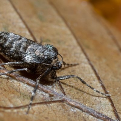 Operophtera brumata (píďalka podzimní), Žebětín