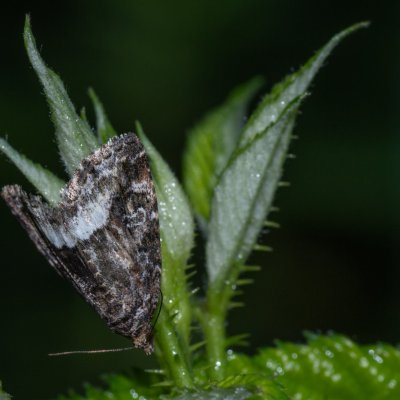 Protodeltote pygarga (světlopáska ostružníková), Augšperský potok