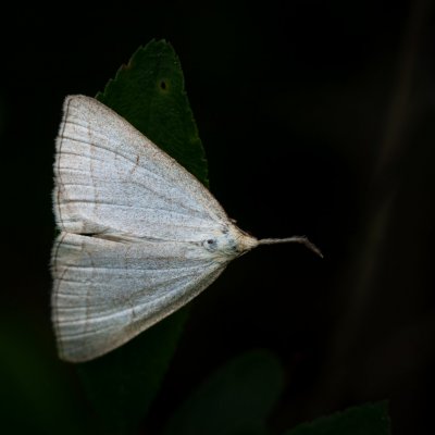 Polypogon tentacularia (žlutavka dlouhonosá), Podkomorské lesy