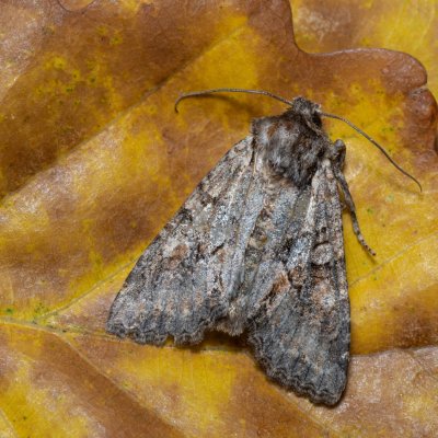 Dichonia convergens (pestroskvrnka hnědošedá), Kamenný vrch