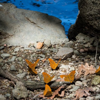 Argynnis paphia (perleťovec stříbropásek), NP Podyjí