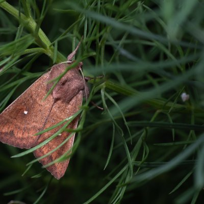 Mythimna albipuncta (plavokřídlec bělotečný), Kobylí