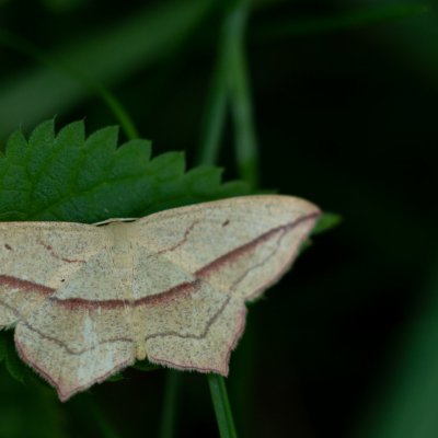Timandra comae (žlutokřídlec šťovíkový), Podkomorské lesy