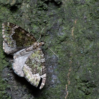 Colostygia olivata (píďalka olivová), Březina