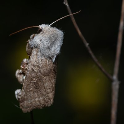 Orthosia opima (jarnice šedá), PR Liščí vrch