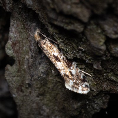 Nemapogon fungivorella (-), Žebětín