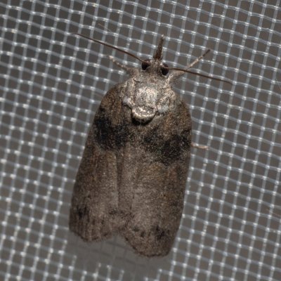 Nycteola revayana (můrka listová), GR, Arakli, Korfu