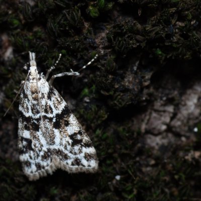Eudonia delunella (-), HR, Jablanac