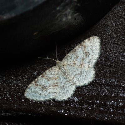 Hydrelia sylvata (píďalka olšinová), SK, Štôla
