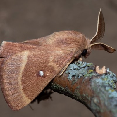Lasiocampa trifolii (bourovec jetelový), PP Na cvičišti