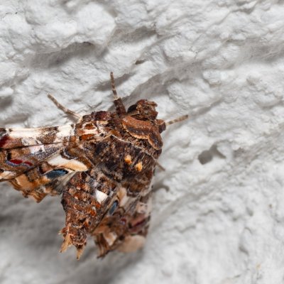 Eutelia adulatrix (modroskvrnka rujová), HR, Jablanac