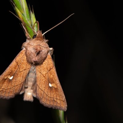 Mythimna conigera (plavokřídlec skořicový), Hrabětice