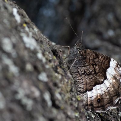 Hipparchia fagi (okáč medyňkový), HR, Jablanac