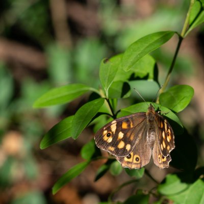 Pararge aegeria (okáč pýrový), HR, Pula