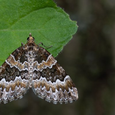 Electrophaes corylata (píďalka lísková), Žebětín