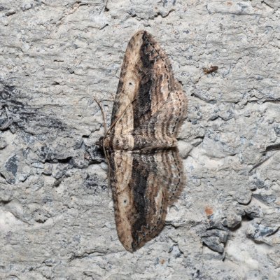 Horisme vitalbata (píďalka zdobená), HR, Krasno