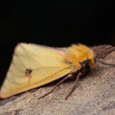 Diacrisia sannio (přástevník chrastavcový), PP Černice