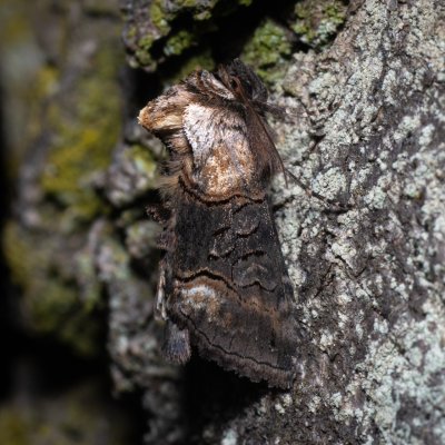 Abrostola sp., PP Střelický les