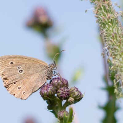 Aphantopus hyperanthus (okáč prosíčkový), SK, Štôla