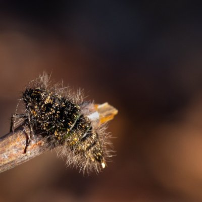 Lycia pomonaria (drsnokřídlec ovocný), Žebětín