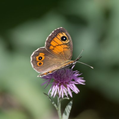 Lasiommata maera (okáč ječmínkový), IT, Museo del Monte San Michele