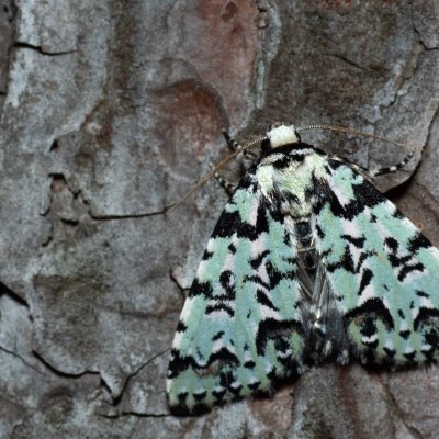 Moma alpium (šípověnka dubová), Kobylí