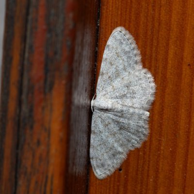 Scopula confinaria (-), HR, Jablanac