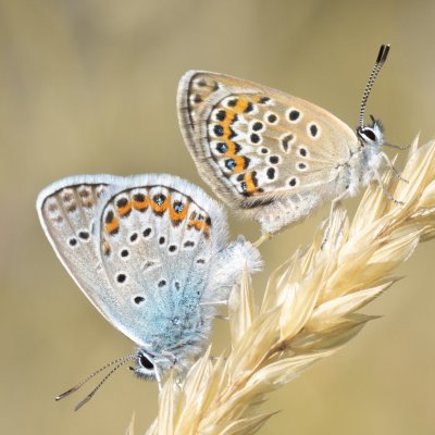 Plebejus argus (modrásek černolemý), PR Kamenný vrch