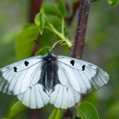 Parnassius mnemosyne (jasoň dymnivkový), Lysá hora u Ochozu