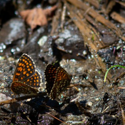 Melitaea athalia (hnědásek jitrocelový), Melitaea diamina (hnědásek rozrazilový), SK, u PR Brezina, Tatry