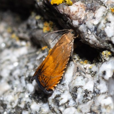 Pammene aurita (-), SK, Štôla